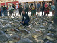 Le sauveur des tortues de Kuta - La Gazette de Bali